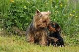 YORKSHIRE TERRIER 609